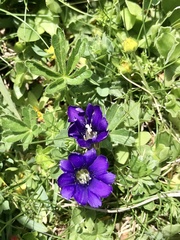 Gentiana pyrenaica