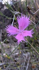 Dianthus broteri