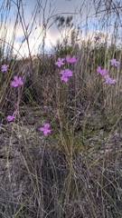 Dianthus broteri