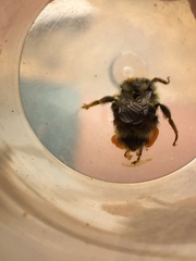 Bombus vancouverensis vancouverensis