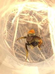 Bombus vancouverensis vancouverensis