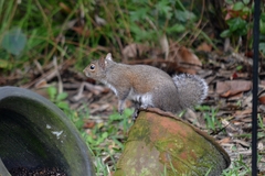 Sciurus carolinensis