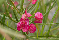 Dodonaea lobulata