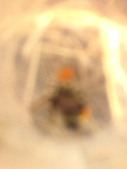 Bombus vancouverensis vancouverensis