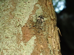 Leiopus linnei