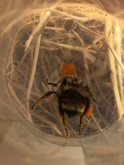 Bombus vancouverensis vancouverensis