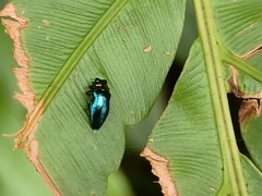 Endelus cupido
