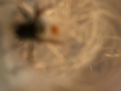 Bombus vancouverensis vancouverensis