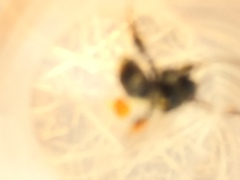 Bombus vancouverensis vancouverensis