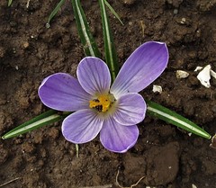 Crocus vernus