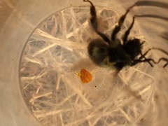 Bombus vancouverensis vancouverensis