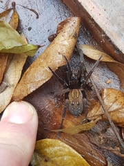 Uliodon albopunctatus