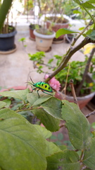 Chrysocoris purpureus
