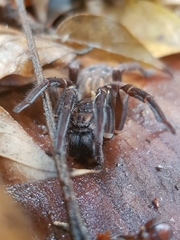 Uliodon albopunctatus