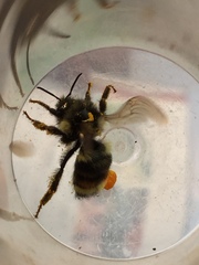 Bombus vancouverensis vancouverensis