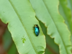 Endelus cupido