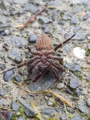 Uliodon albopunctatus