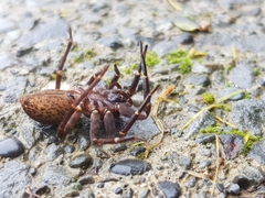 Uliodon albopunctatus