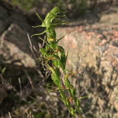Pterostylis daintreana
