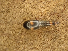 Sepedophilus bipustulatus
