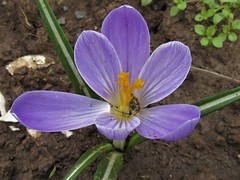 Crocus vernus