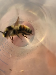 Bombus vancouverensis vancouverensis