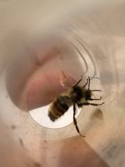 Bombus vancouverensis vancouverensis