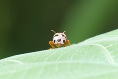 Podontia affinis