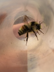 Bombus vancouverensis vancouverensis