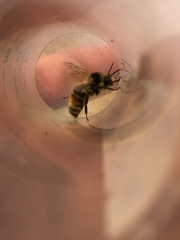 Bombus vancouverensis vancouverensis