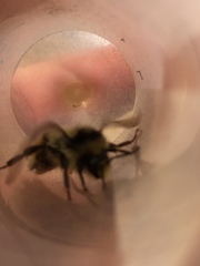 Bombus vancouverensis vancouverensis