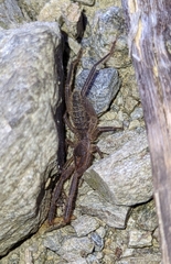 Gluvia dorsalis