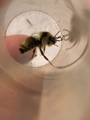 Bombus vancouverensis vancouverensis