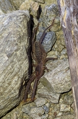 Gluvia dorsalis