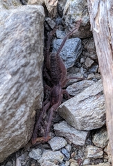 Gluvia dorsalis
