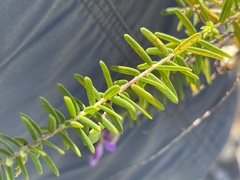 Polygala gazensis