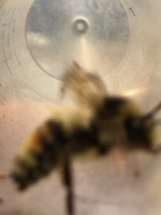 Bombus vancouverensis vancouverensis