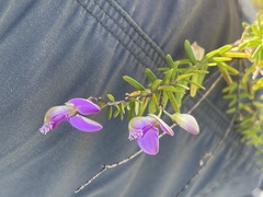 Polygala gazensis