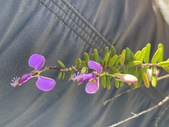 Polygala gazensis