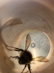 Bombus vancouverensis vancouverensis