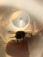 Bombus vancouverensis vancouverensis