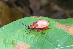 Probergrothius