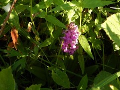 Dactylorhiza praetermissa