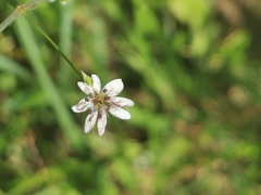 Microbotryum stellariae