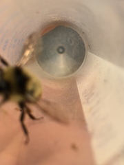 Bombus vancouverensis vancouverensis