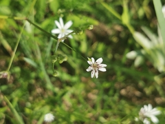 Microbotryum stellariae