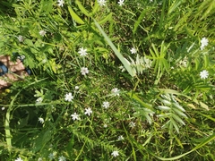 Microbotryum stellariae