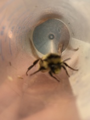 Bombus vancouverensis vancouverensis