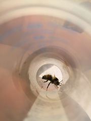 Bombus vancouverensis vancouverensis