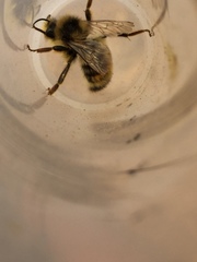 Bombus vancouverensis vancouverensis